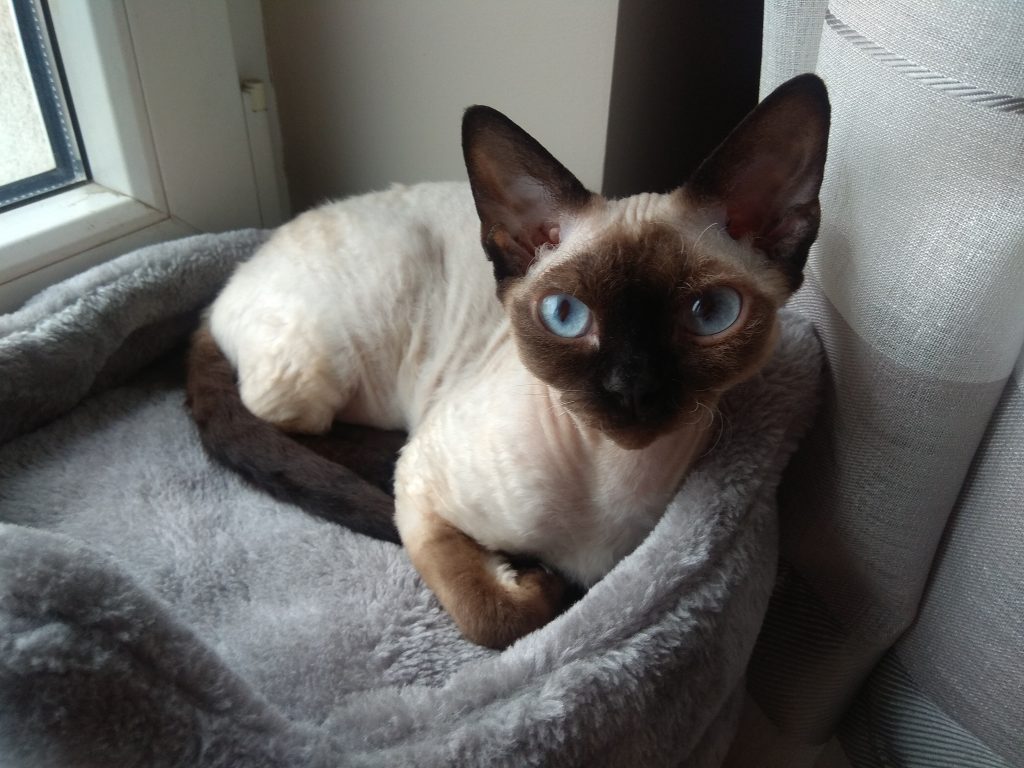 Rawkotki*PL - Hodowla Kotów Rasy Devon Rex - Warszawa