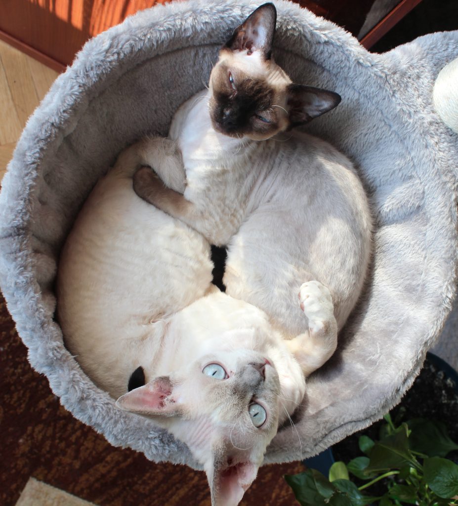 Rawkotki*PL - Hodowla Kotów Rasy Devon Rex - Warszawa