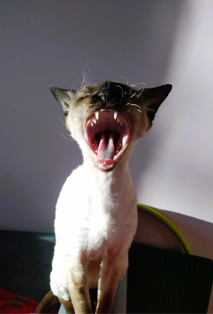 Rawkotki*PL - Hodowla Kotów Rasy Devon Rex - Warszawa