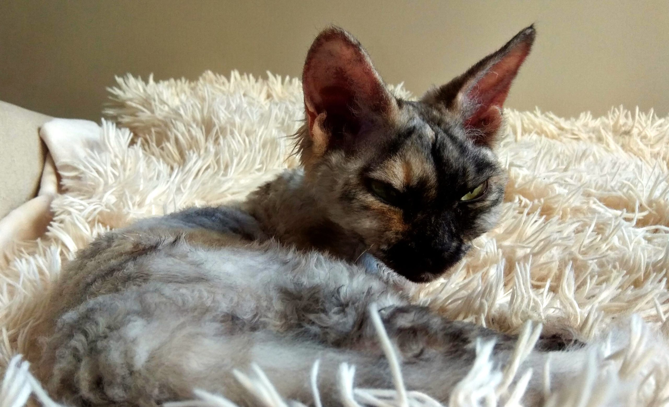 Rawkotki*PL - Hodowla Kotów Rasy Devon Rex - Warszawa