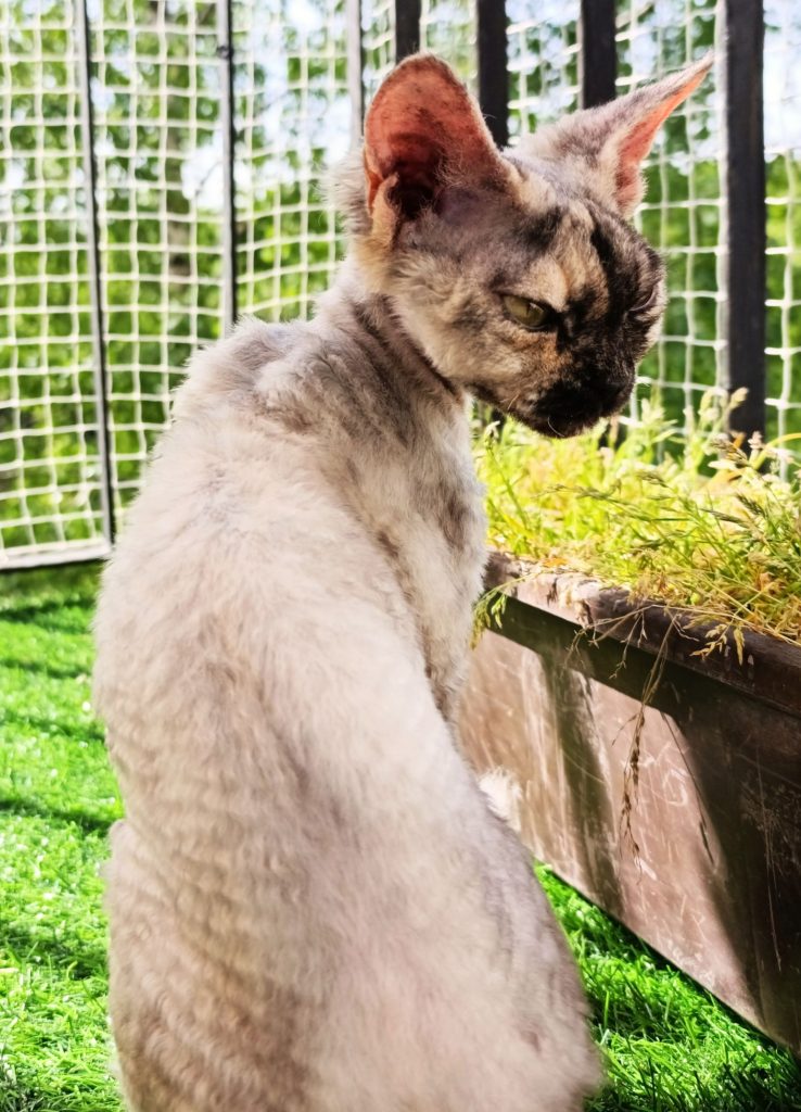 Rawkotki*PL - Hodowla Kotów Rasy Devon Rex - Warszawa