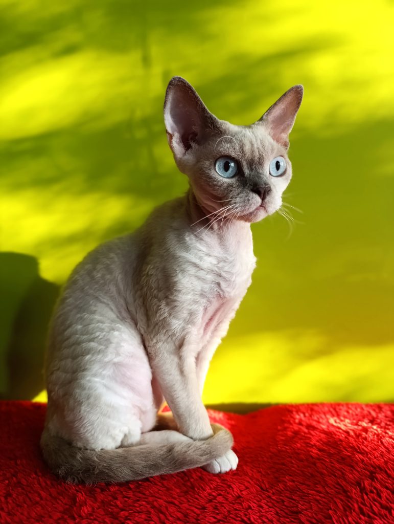 Rawkotki*PL - Hodowla Kotów Rasy Devon Rex - Warszawa