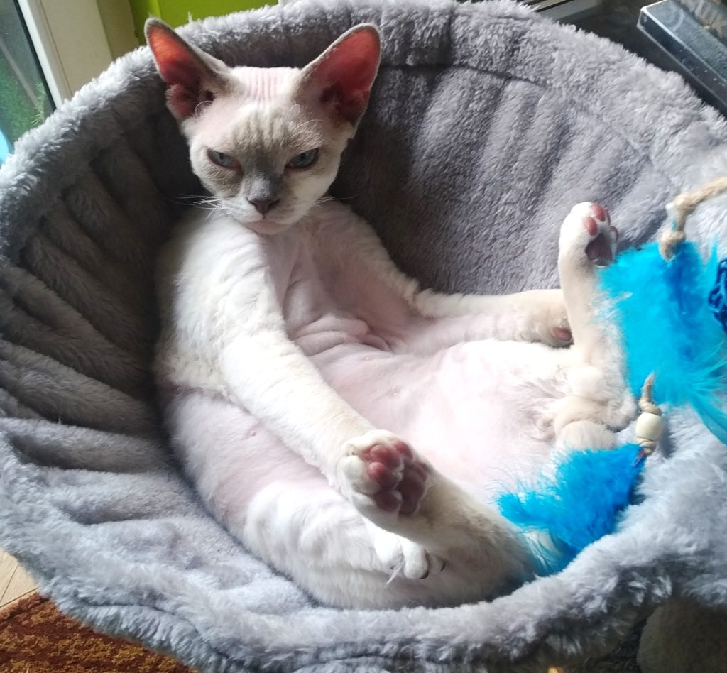Rawkotki*PL - Hodowla Kotów Rasy Devon Rex - Warszawa