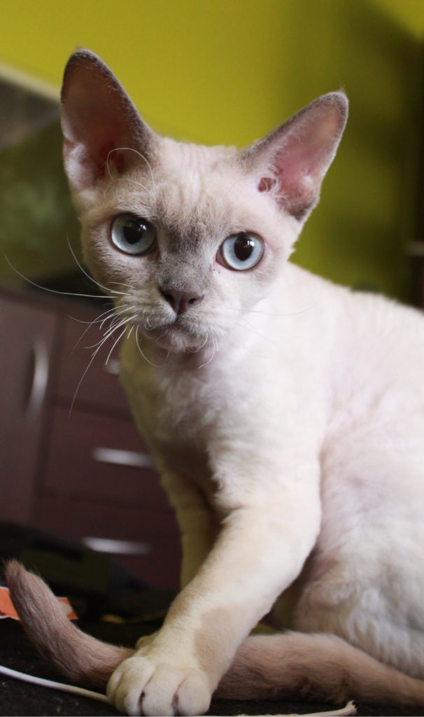 Rawkotki*PL - Hodowla Kotów Rasy Devon Rex - Warszawa