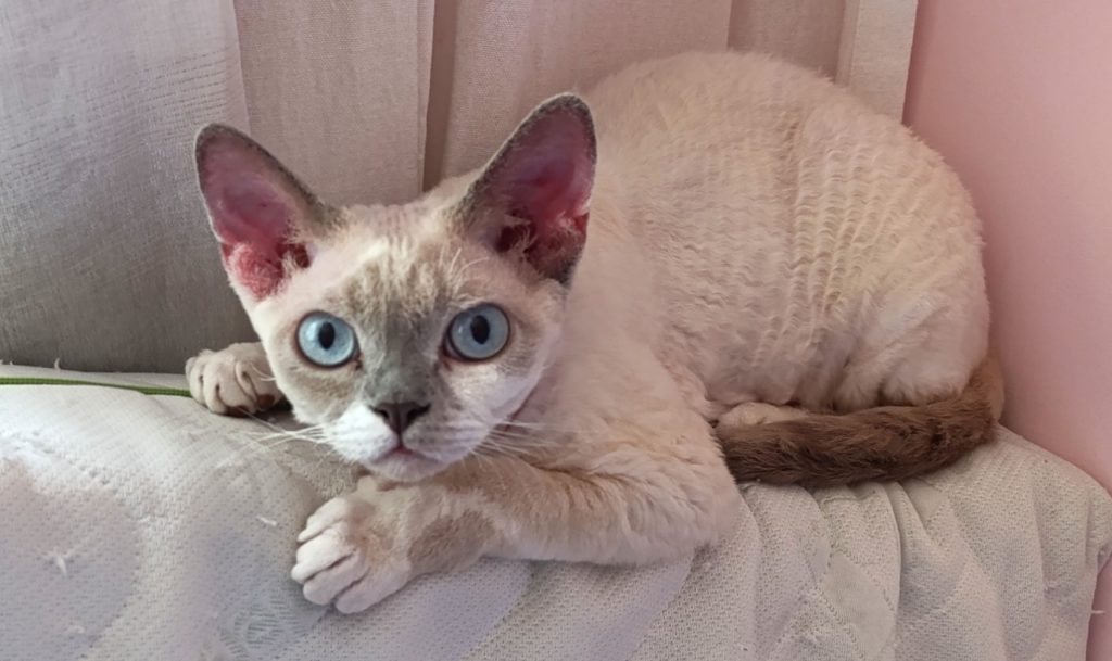 Rawkotki*PL - Hodowla Kotów Rasy Devon Rex - Warszawa