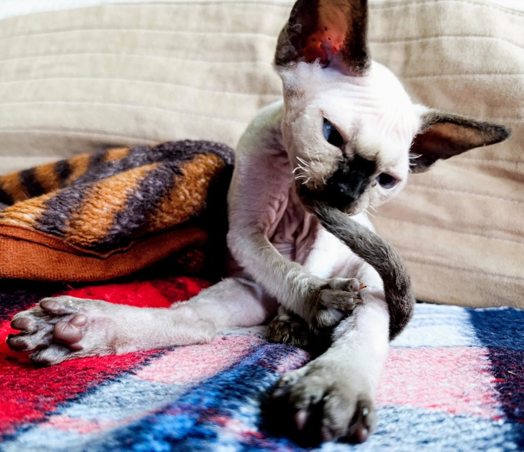 Rawkotki*PL - Hodowla Kotów Rasy Devon Rex - Warszawa