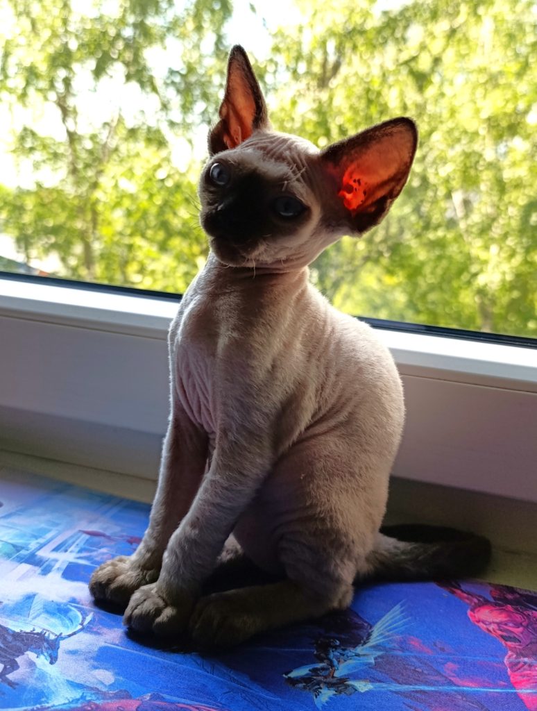 Rawkotki*PL - Hodowla Kotów Rasy Devon Rex - Warszawa