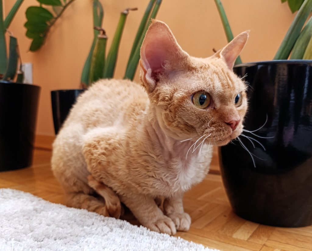 Rawkotki*PL - Hodowla Kotów Rasy Devon Rex - Warszawa