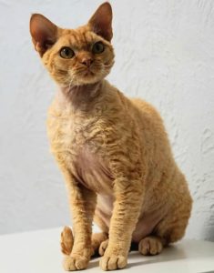 Rawkotki*PL - Hodowla Kotów Rasy Devon Rex - Warszawa