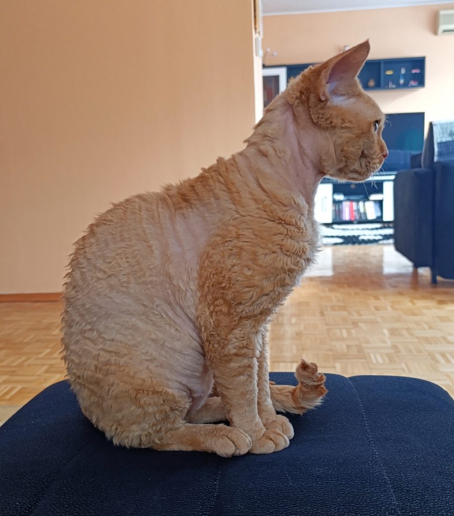 Rawkotki*PL - Hodowla Kotów Rasy Devon Rex - Warszawa