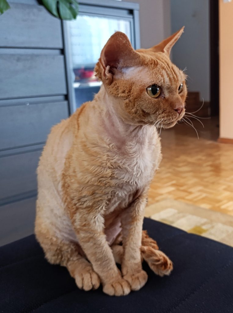 Rawkotki*PL - Hodowla Kotów Rasy Devon Rex - Warszawa