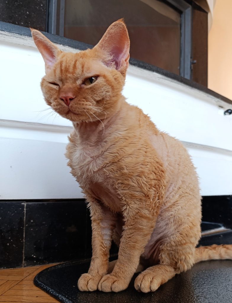 Rawkotki*PL - Hodowla Kotów Rasy Devon Rex - Warszawa