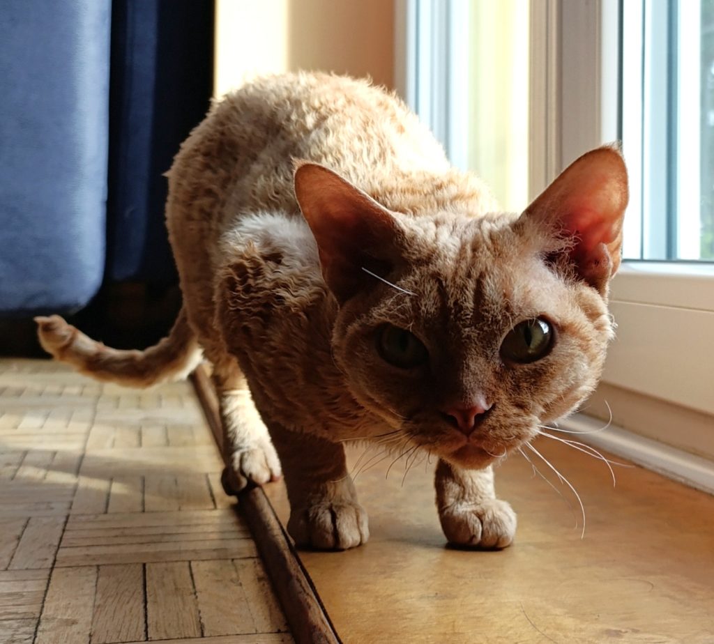 Rawkotki*PL - Hodowla Kotów Rasy Devon Rex - Warszawa