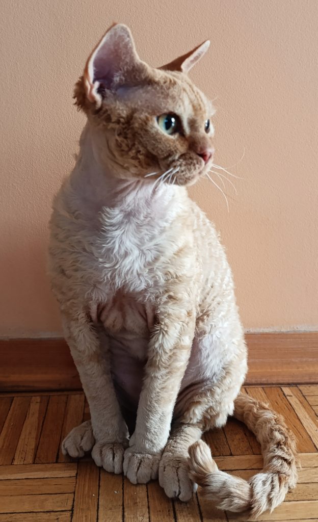 Rawkotki*PL - Hodowla Kotów Rasy Devon Rex - Warszawa