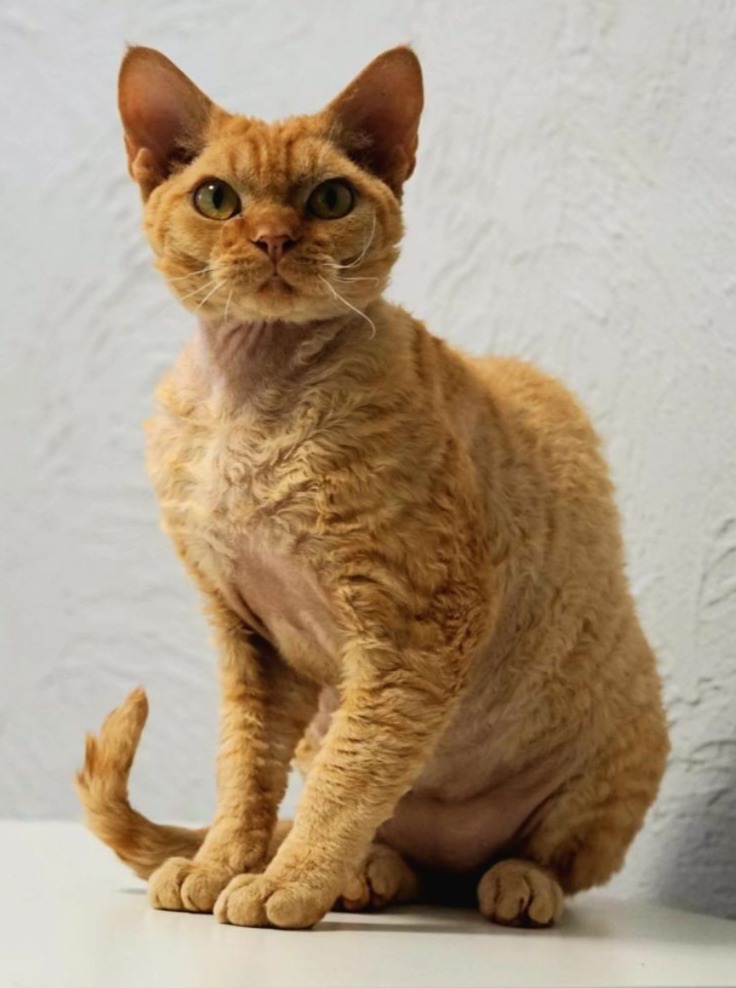 Rawkotki*PL - Hodowla Kotów Rasy Devon Rex - Warszawa