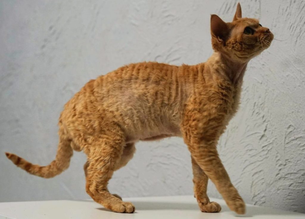 Rawkotki*PL - Hodowla Kotów Rasy Devon Rex - Warszawa