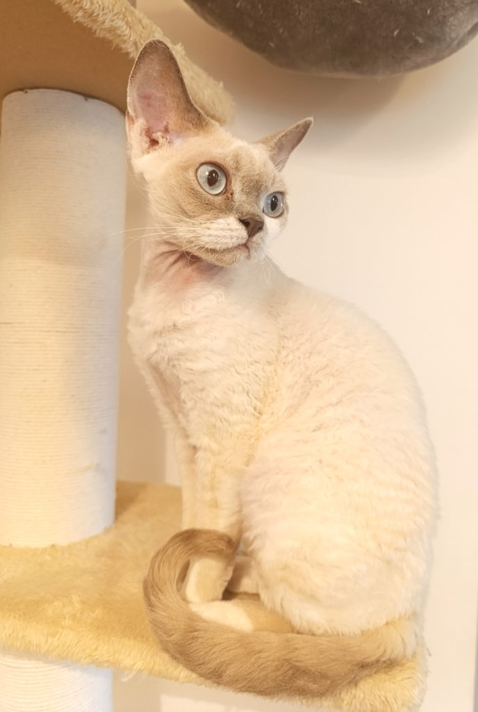 Rawkotki*PL - Hodowla Kotów Rasy Devon Rex - Warszawa